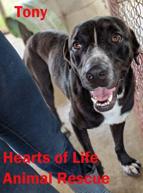 Hearts of Life Animal Rescue Dog of the Week-Meet Tony!
