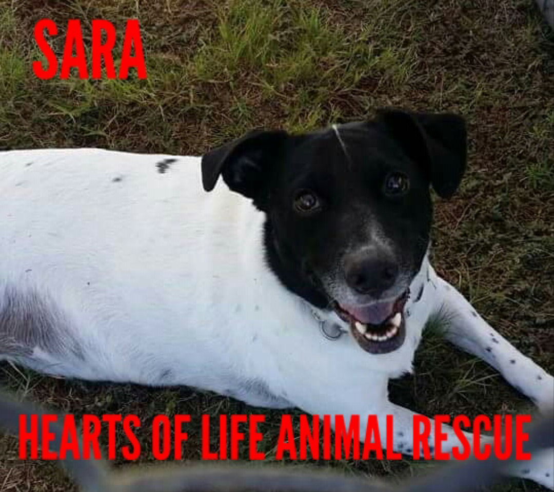 Hearts of Life Animal Rescue-Meet Sara!