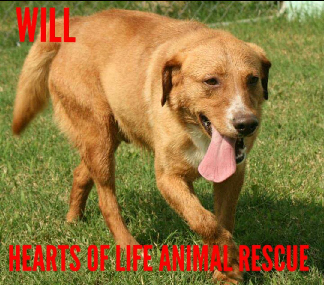 Hearts of Life Animal Rescue Dog of the Week-Meet Will!