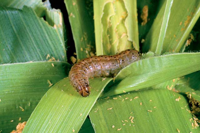 Information About the Fall Army Worm from Mario Villarino
