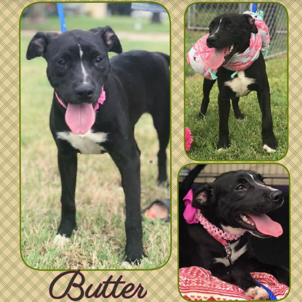 Available for Adoption at Sulphur Springs Animal Shelter-Meet Butter!