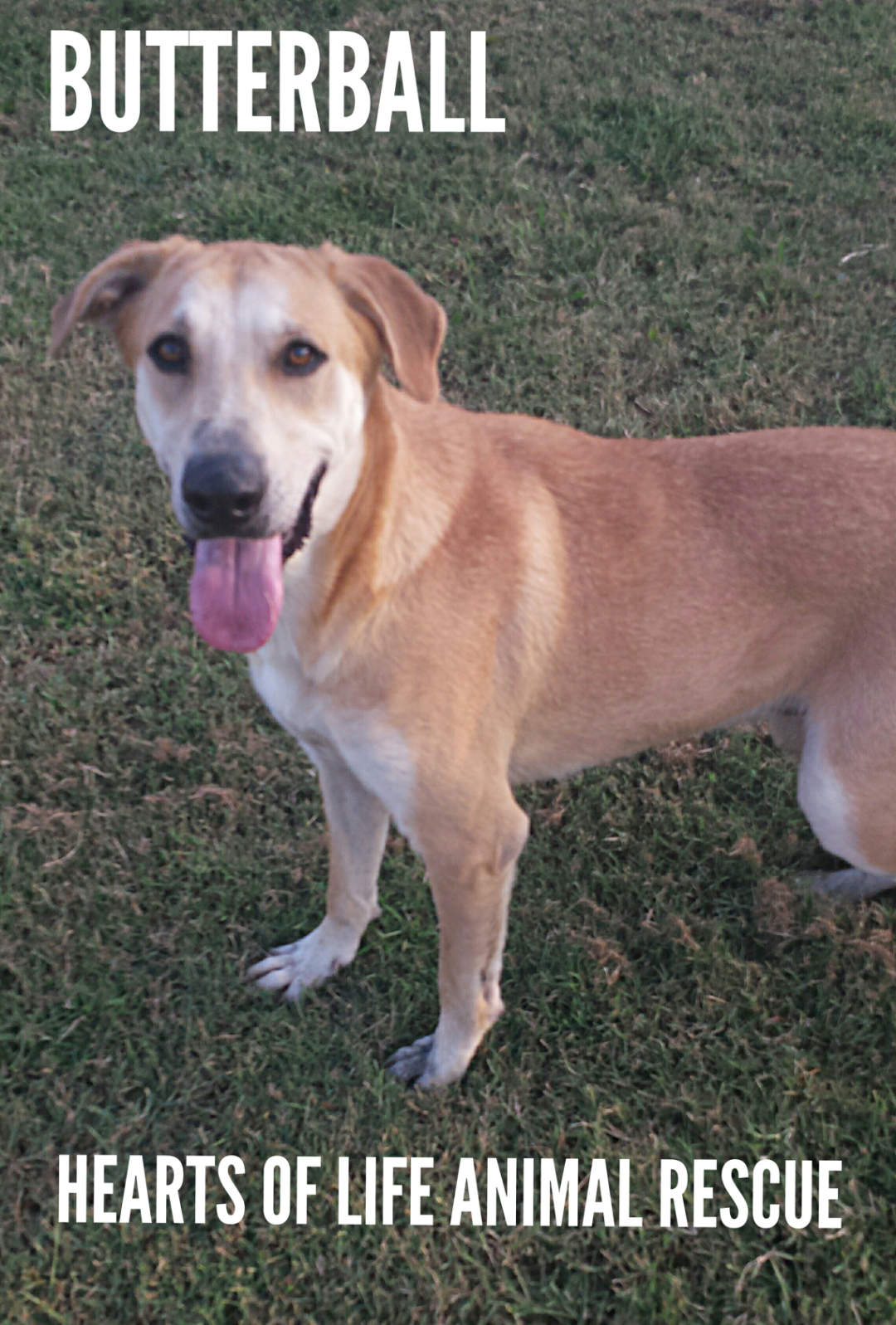 Hearts of Life Animal Rescue Dog of the Week-Meet Butterball!