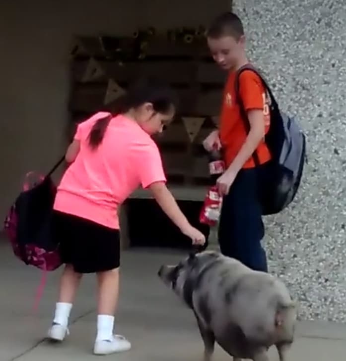 Pig Tries to Attend Classes at Cumby ISD on Friday