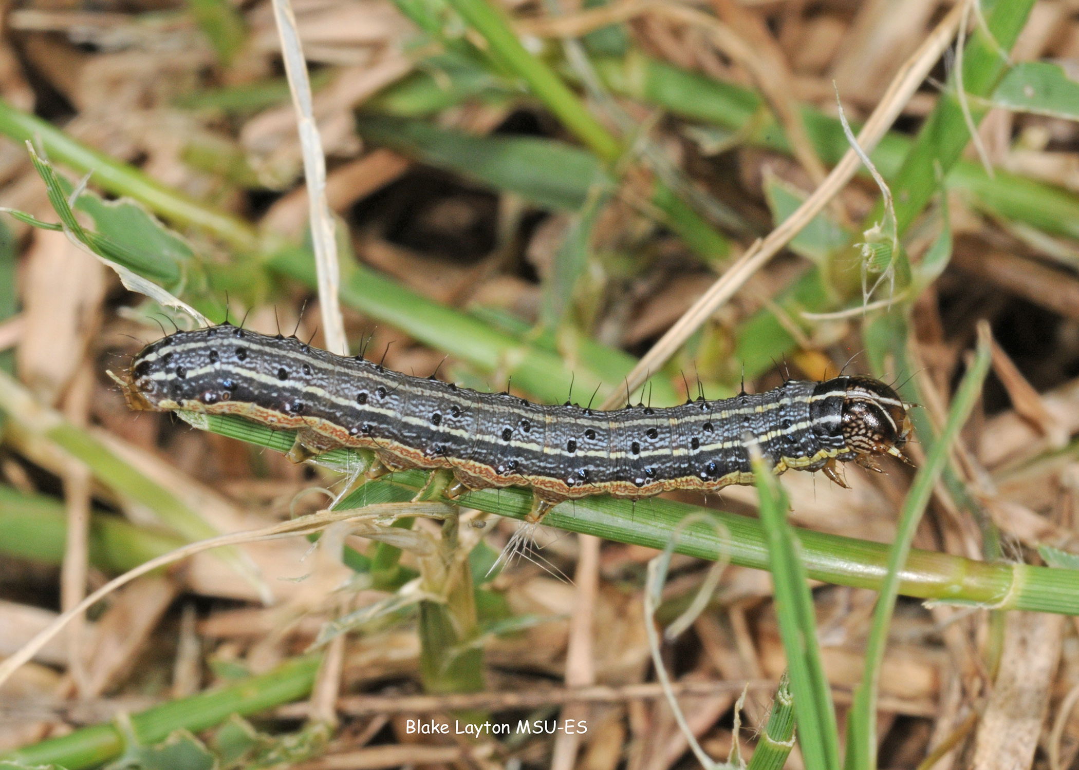 Armyworms in Households by Mario Villarino