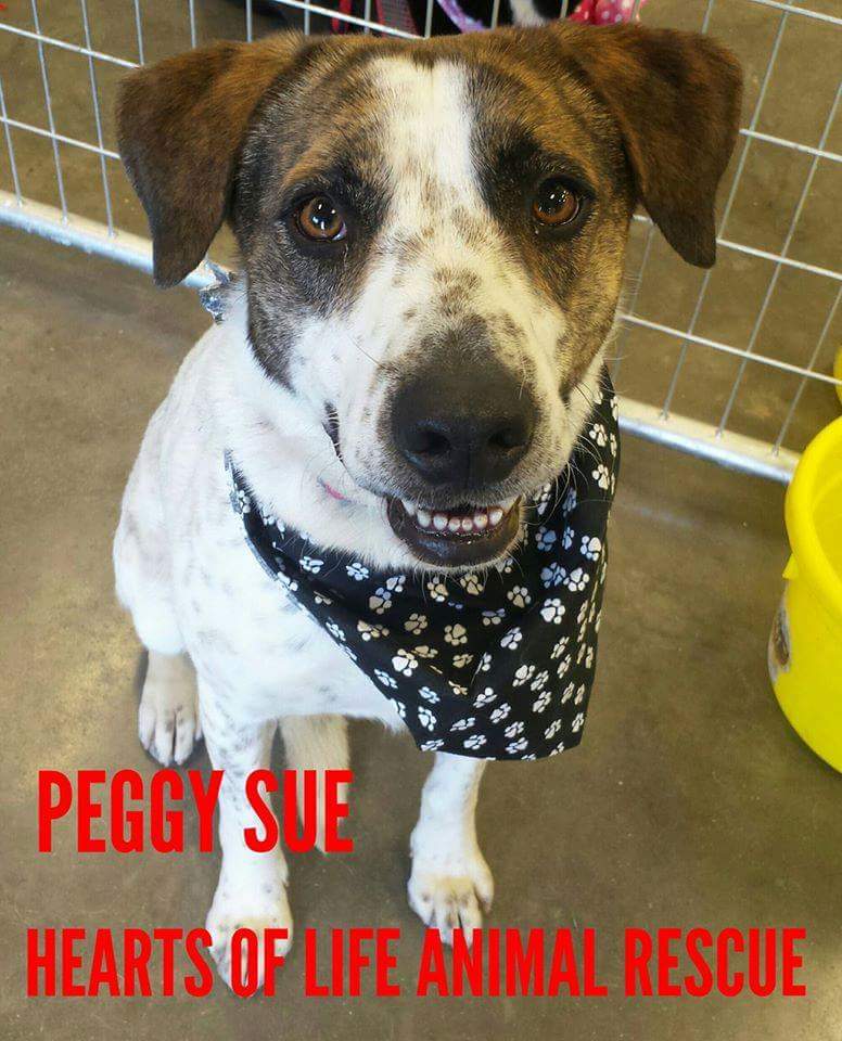 Hearts of Life Animal Rescue Dog of the Week-Meet Peggy Sue!