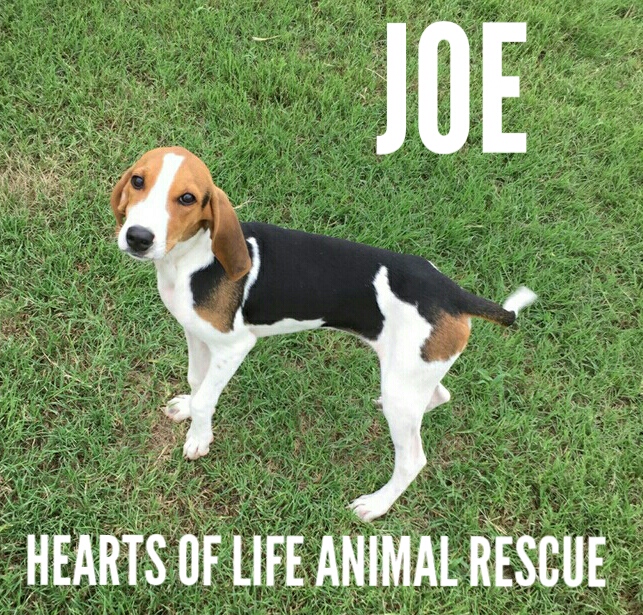 Hearts of Life Animal Rescue Dog of the Week-Meet Joe!