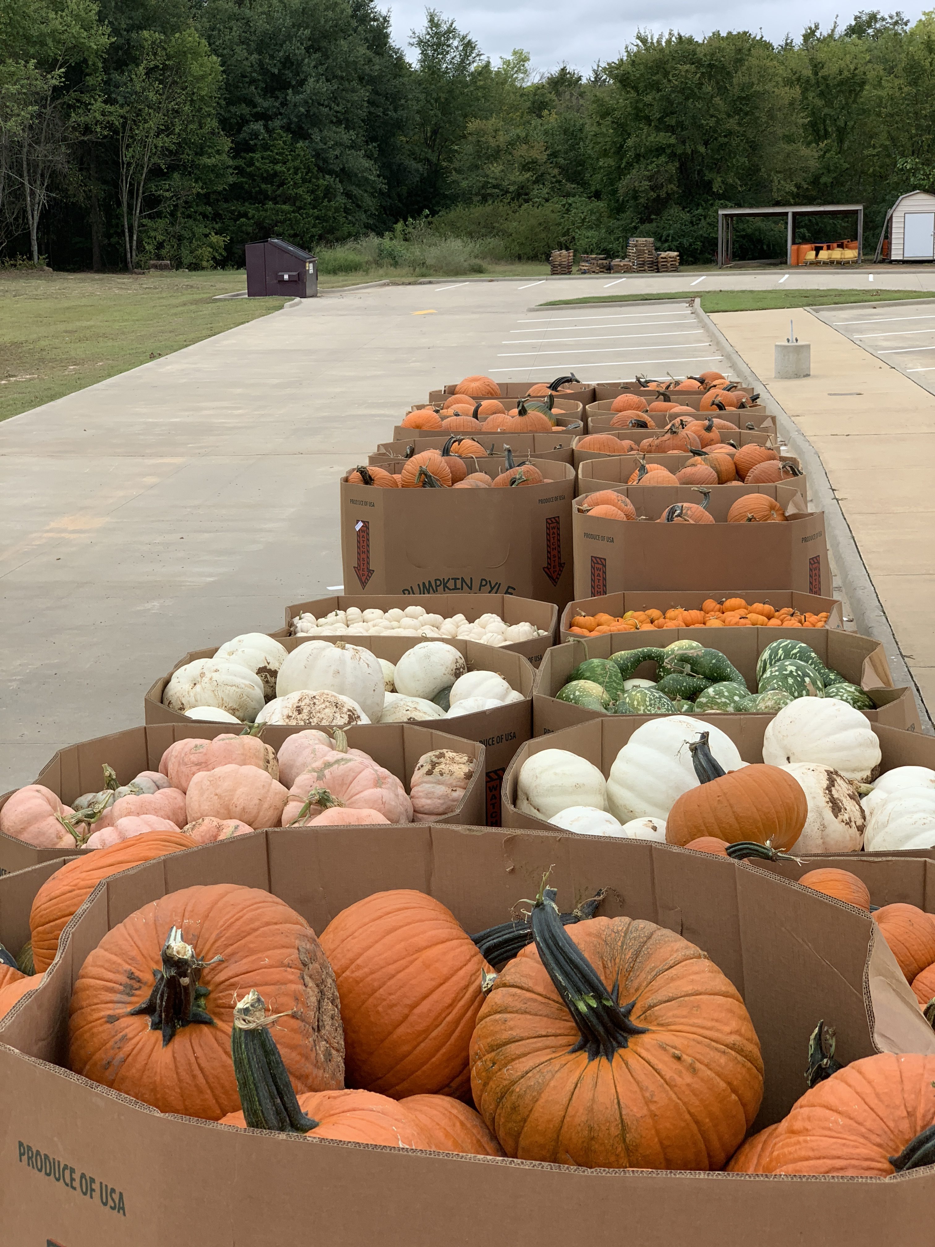 Pumpkins Delivered to SOC Pumpkin Patch This Morning. Pumpkin Patch Opens Saturday, October 6th.