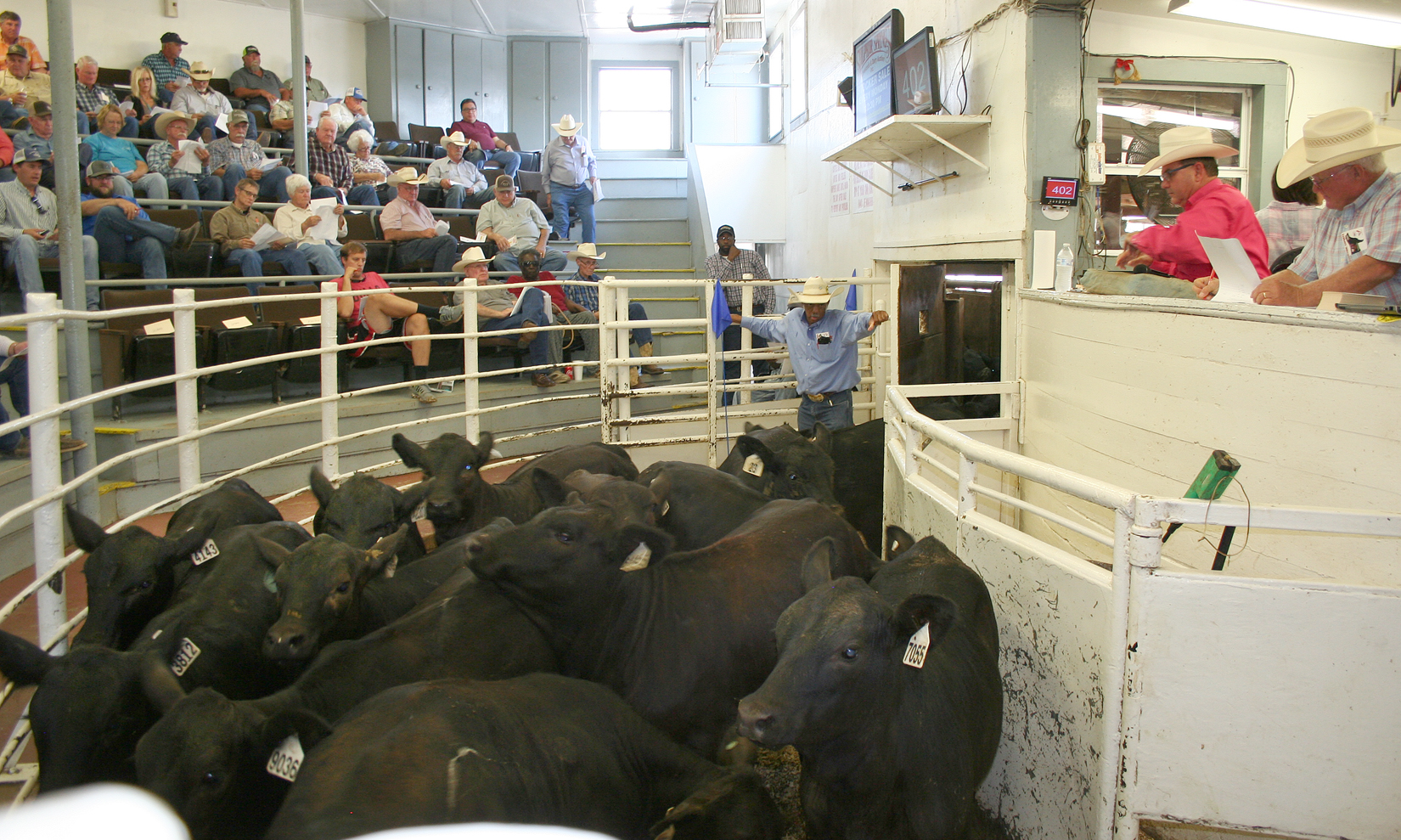 Northeast Texas Beef Improvement Organization (NETBIO) Pre-Conditioned Calf and Yearling Sale Attracts a Full House