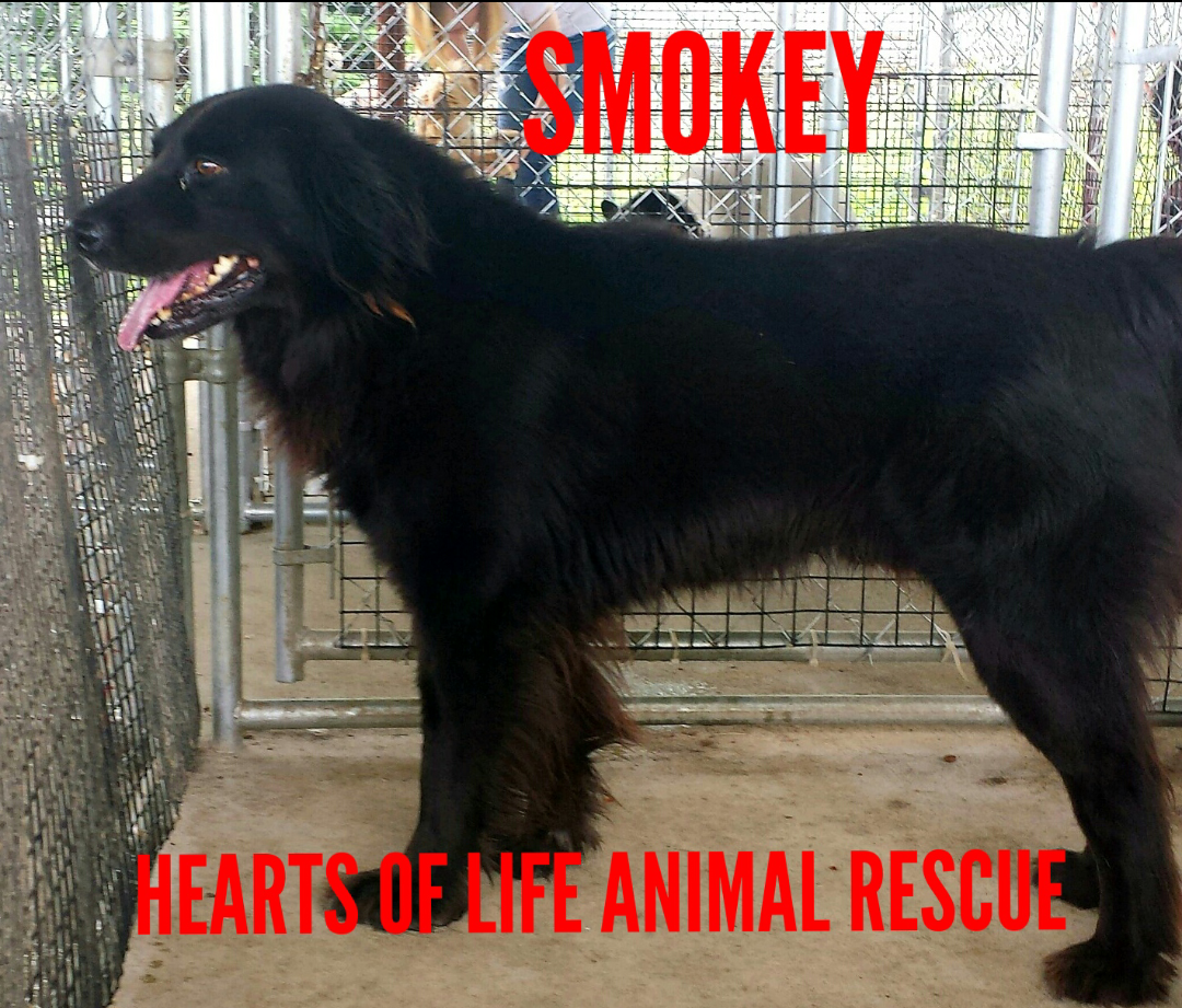 Hearts of Life Animal Rescue Dog of the Week-Meet Smokey!