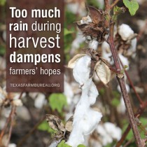 YOUR TEXAS AGRICULTURE MINUTE: Rain drowns hope for some Texas farmers Presented by Texas Farm Bureau’s Mike Miesse