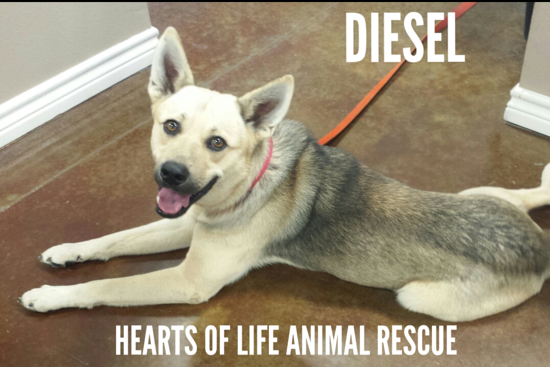Hearts of Life Animal Rescue Dog of the Week-Meet Diesel!