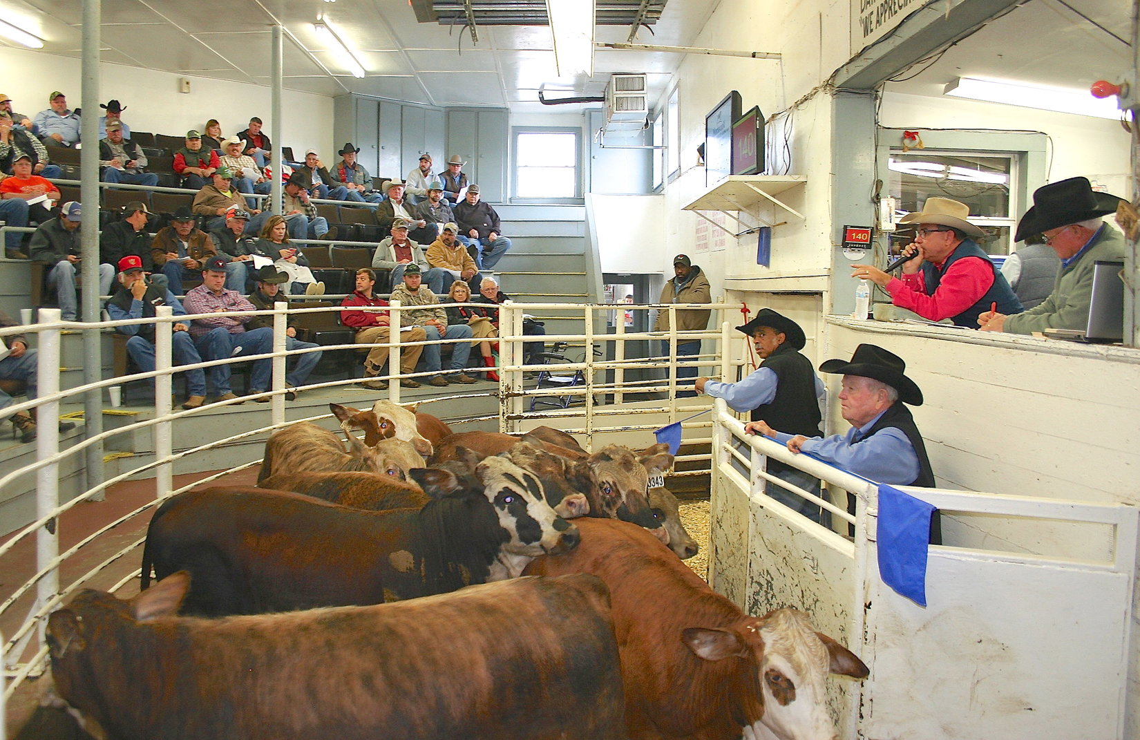 Producers Sell 5,555 Head of Pre-conditioned Cattle at the October Northeast Texas Beef Improvement Organization (NETBIO) Sale