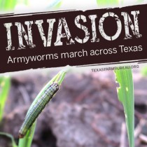 YOUR TEXAS AGRICULTURE MINUTE: Armyworms march across Texas Presented by Texas Farm Bureau’s Mike Miesse