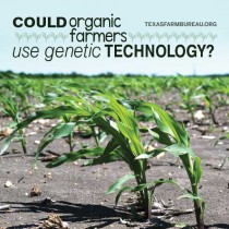 YOUR TEXAS AGRICULTURE MINUTE: Could organic farmers use genetic technology? Presented by Texas Farm Bureau’s Mike Miesse