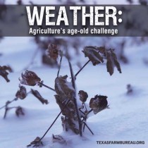YOUR TEXAS AGRICULTURE MINUTE-Weather: Agriculture’s age-old challenge Presented by Texas Farm Bureau’s Mike Miesse
