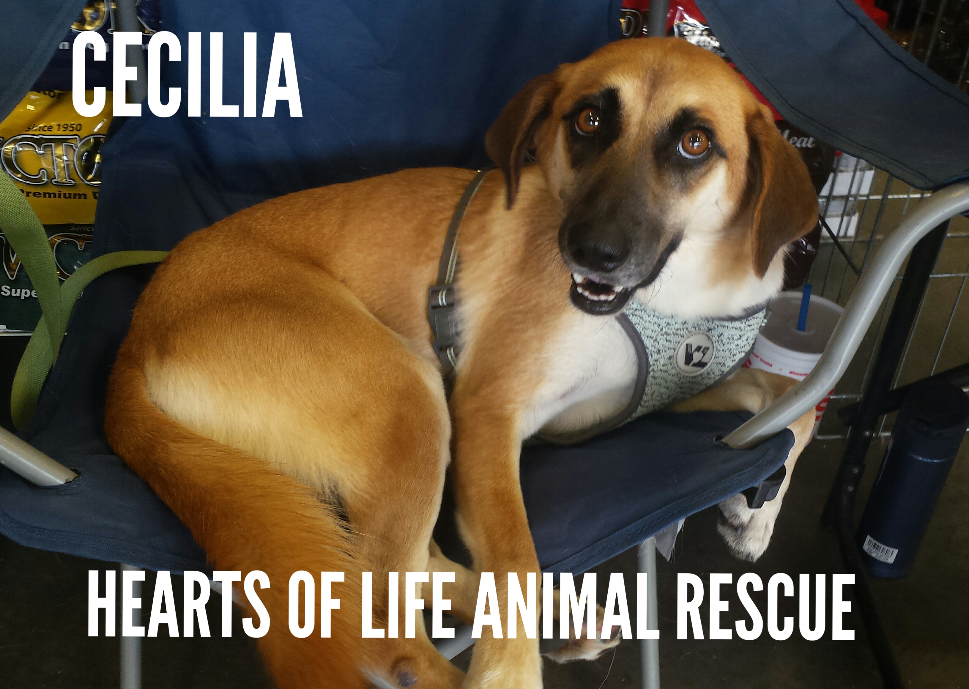 Hearts of Life Animal Rescue Dog of the Week: Meet Cecilia!