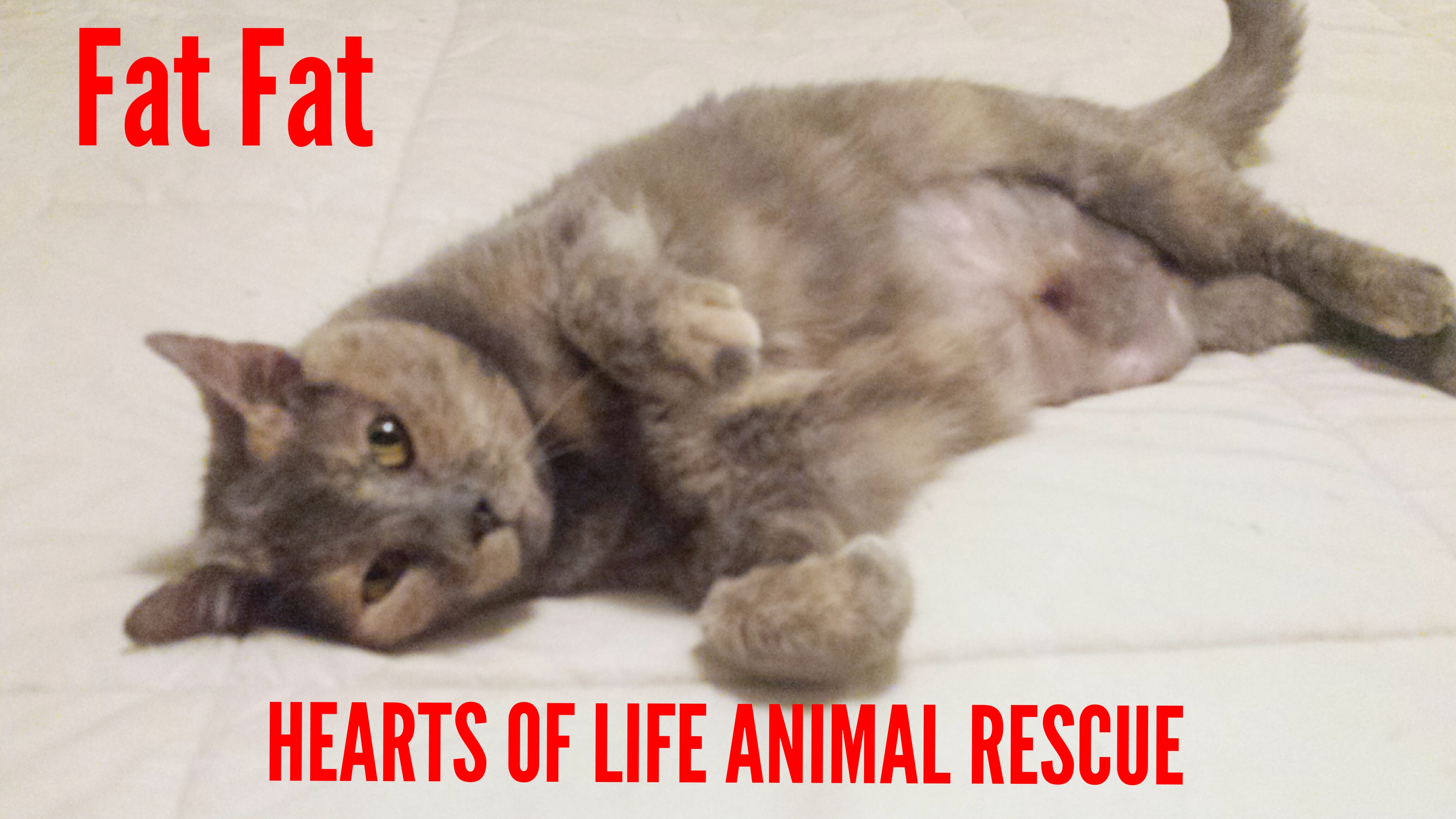 Hearts of Life Animal Rescue Cat of the Week: Meet Fat Fat!