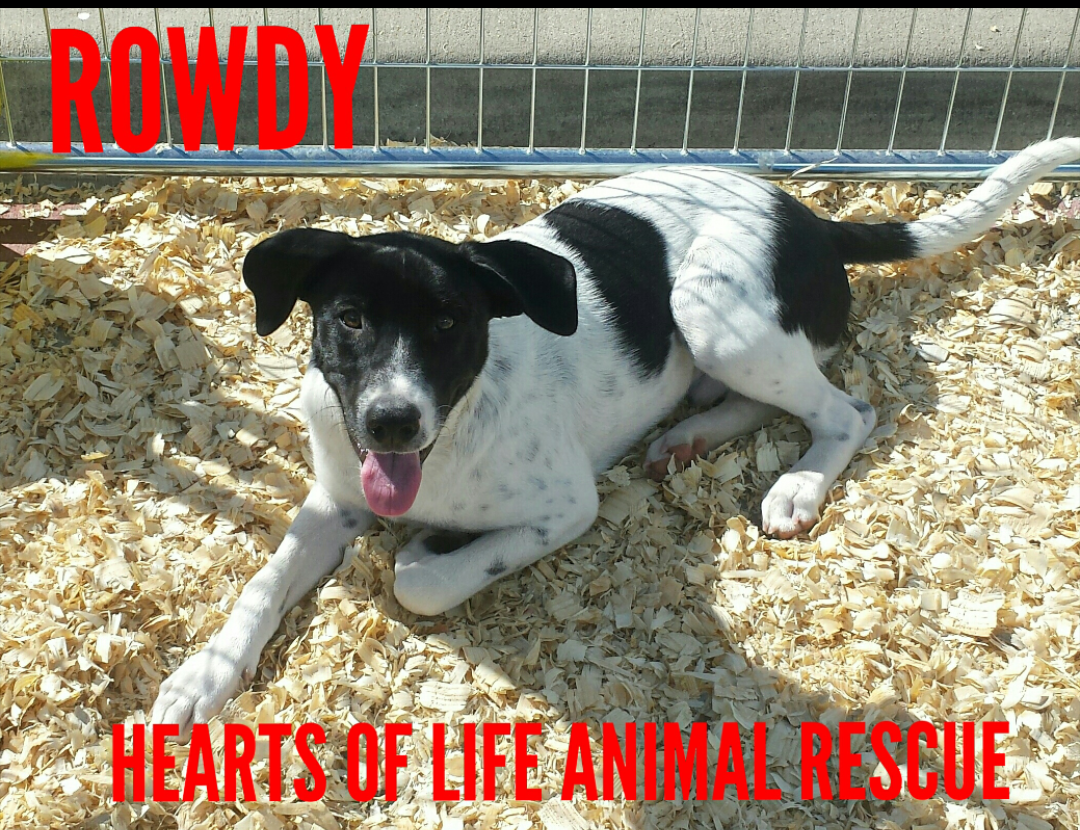 Hearts of Life Animal Rescue Dog of the Week: Meet Rowdy!