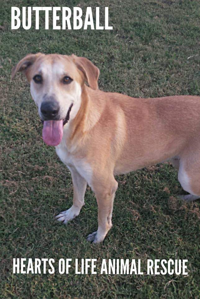 Hearts of Life Animal Rescue Dog of the Week: Meet Butterball!