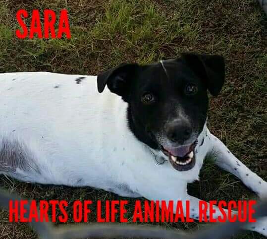 Hearts of Life Animal Rescue Dog of the Week-Meet Sara!