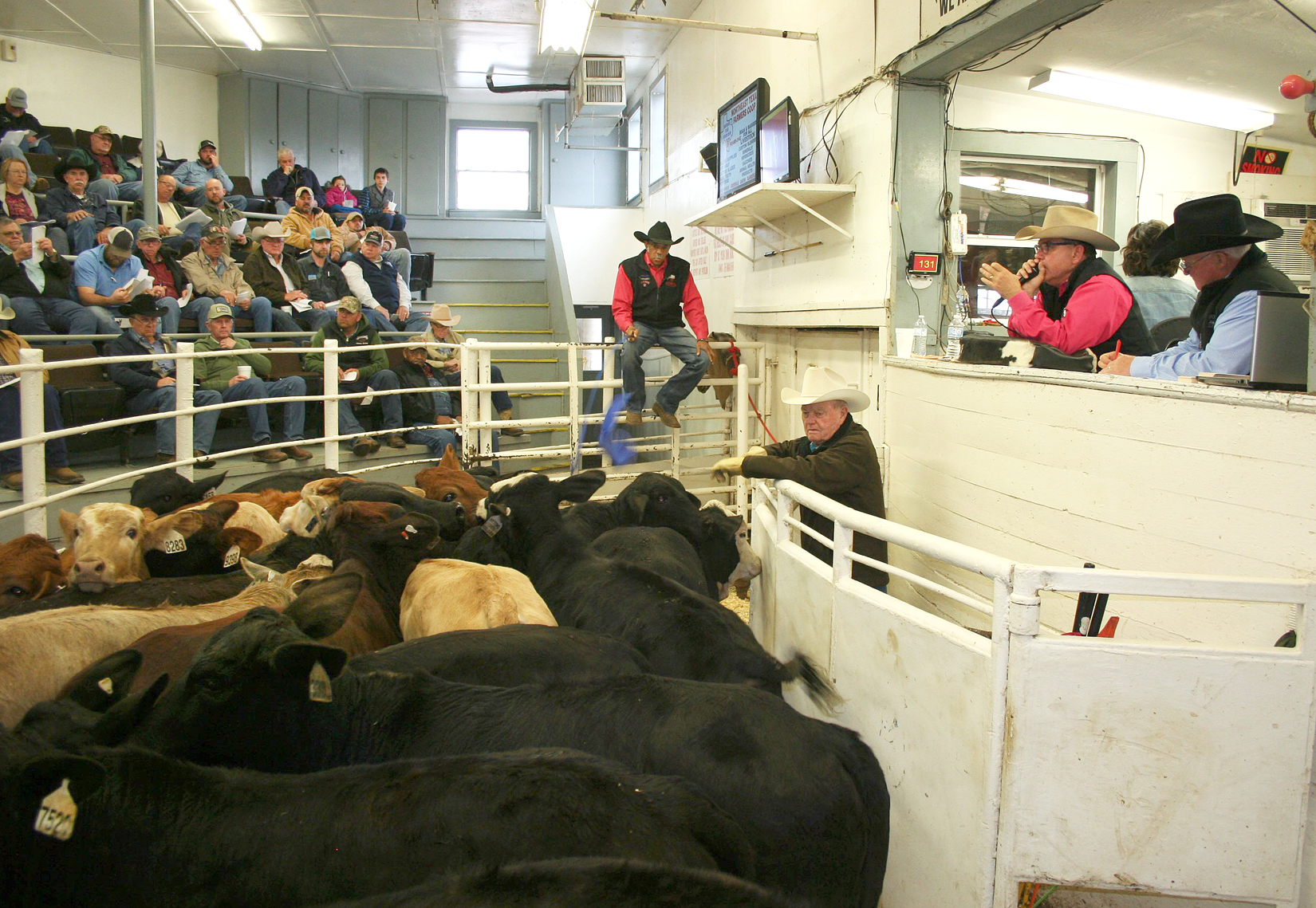 NETBIO Reports Successful January Calf and Yearling Sale