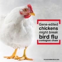 YOUR TEXAS AGRICULTURE MINUTE: Gene-edited chickens might break bird flu contagion chain Presented by Texas Farm Bureau’s Mike Miesse