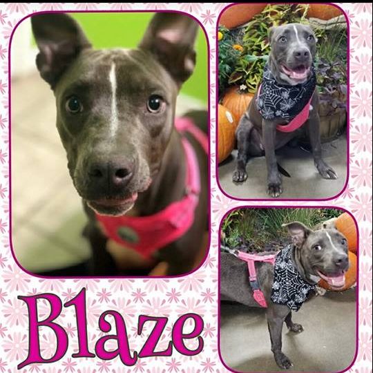 Available for Adoption at Sulphur Springs Animal Shelter: Meet Blaze!