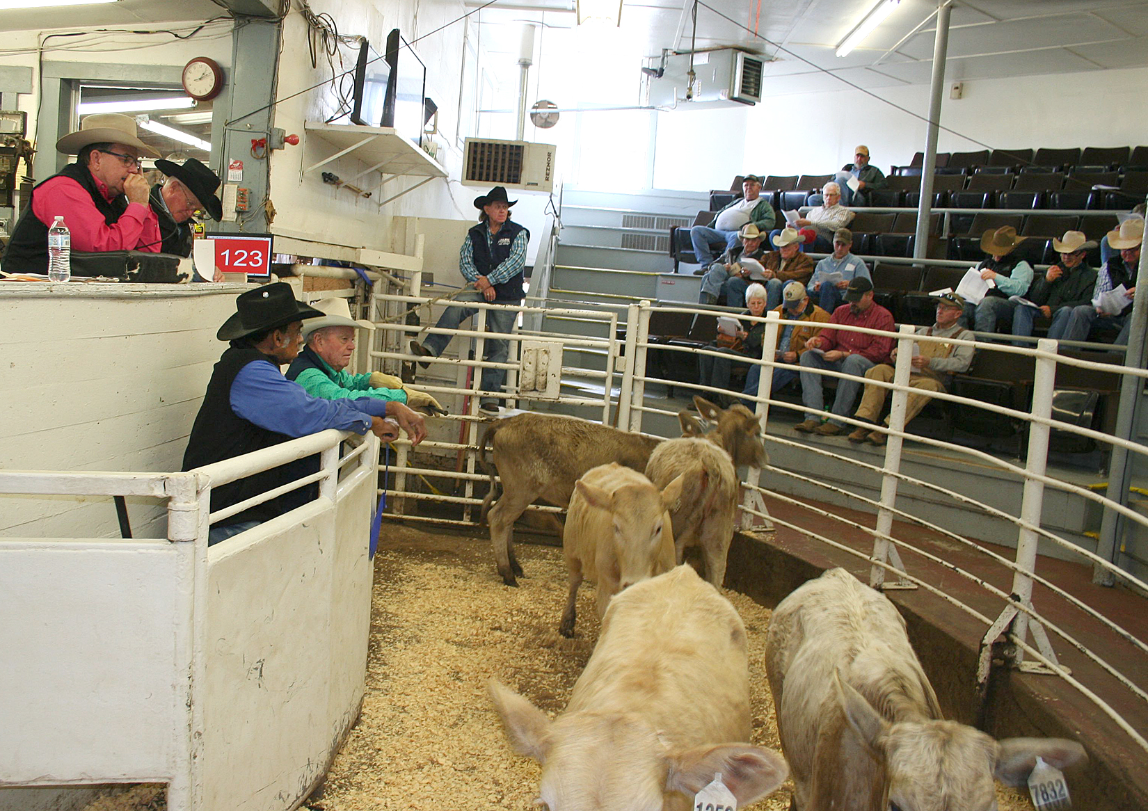 145 Sellers Delivered 2,959 Head Of Cattle at February Northeast Texas Beef Improvement Organization (NETBIO) Sale