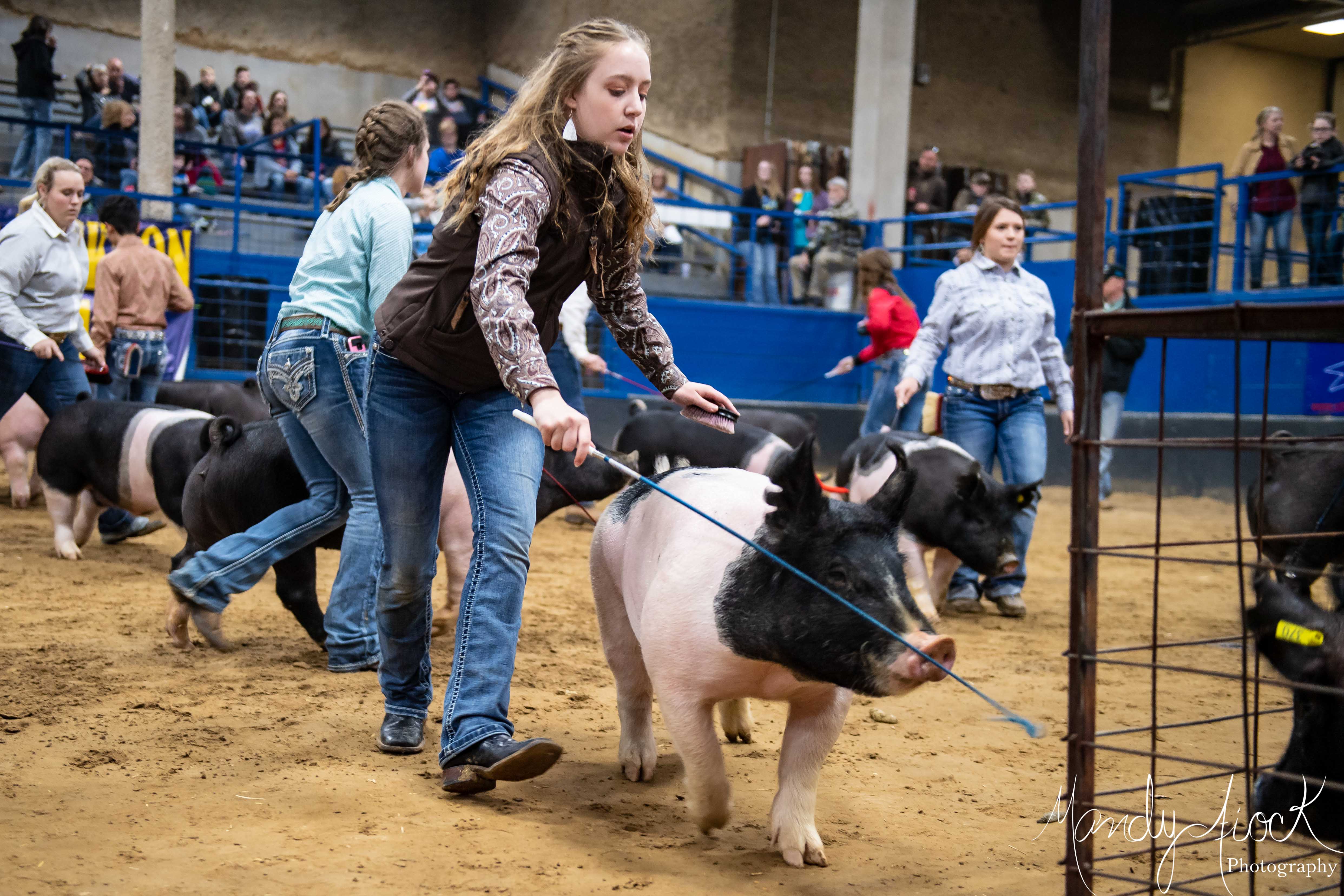 Photos from the 2019 Junior Market Livestock Show by Mandy Fiock Photography!