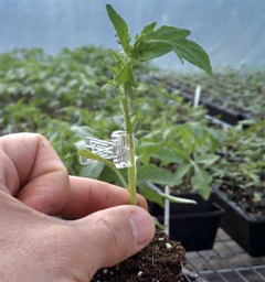 Hopkins County Extension Office Hosting Tomato Grafting Workshop on February 7th