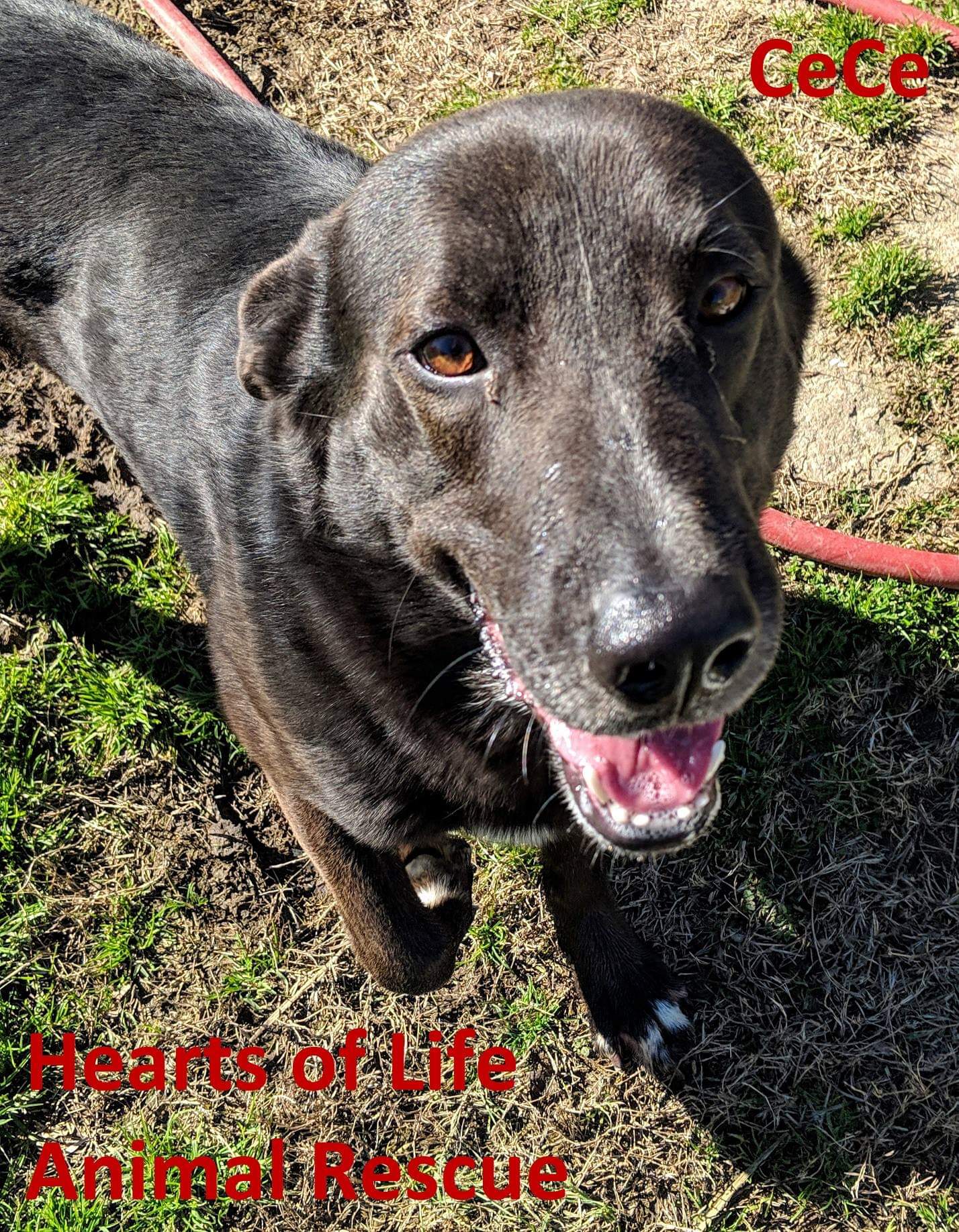 Hearts of Life Animal Rescue Dog of the Week: Meet CeCe!