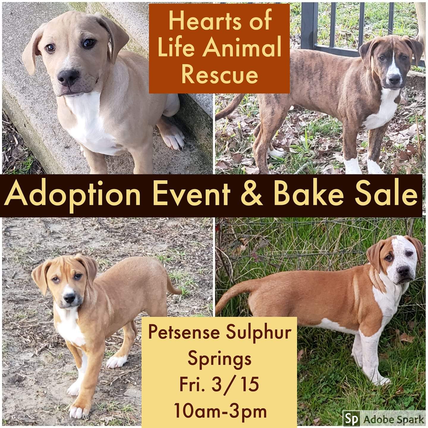 Hearts of Life Animal Rescue Holding Adoption Event Today in Sulphur Springs