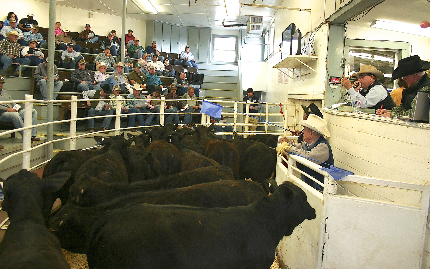 NETBIO Holds March Pre-Conditioned Calf and Yearling Sale