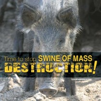 YOUR TEXAS AGRICULTURE MINUTE: Invasive wild hogs still threaten Texas Presented by Texas Farm Bureau’s Mike Miesse