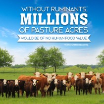 YOUR TEXAS AGRICULTURE MINUTE: Why animal agriculture is a world asset Presented by Texas Farm Bureau’s Mike Miesse