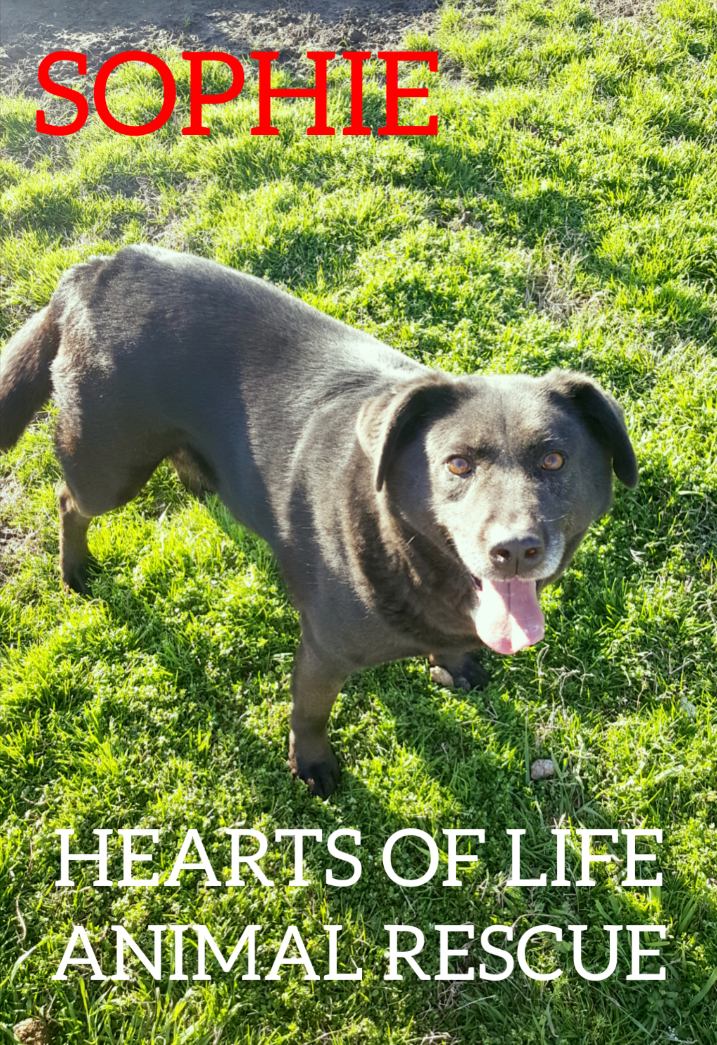 Hearts of Life Animal Rescue Dog of the Week: Meet Sophie!