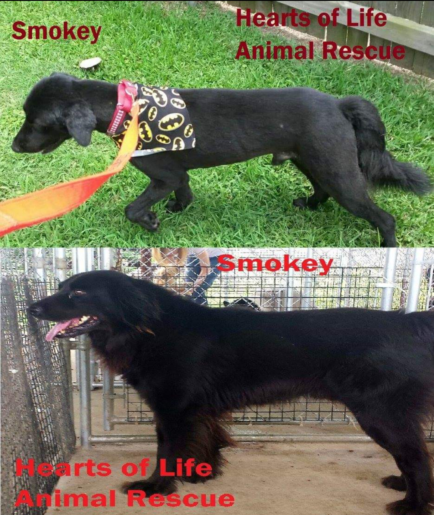 Hearts of Life Animal Rescue Dog of the Week-Meet Smokey!