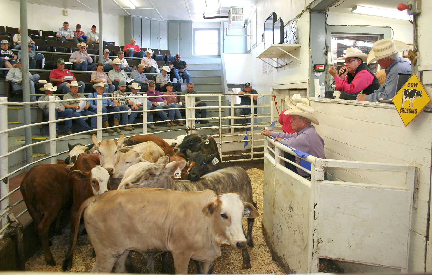Producers Sell Over 5,000 Head of Cattle at May NETBIO Sale