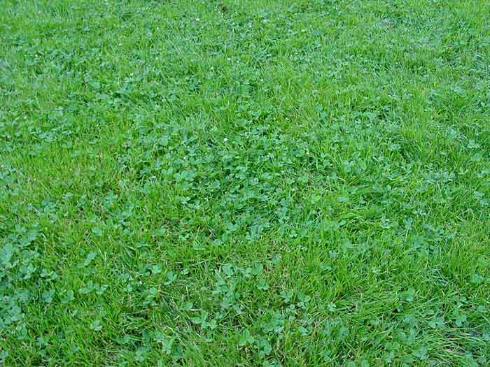 Mixed Feelings in the Lawn: Clovers and Grass by Mario Villarino