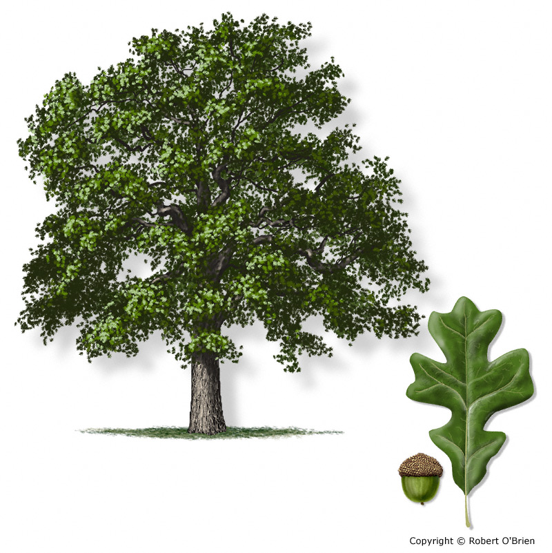 The Care and Feeding of Post Oaks : The Royal Post Oak by Mario Villarino