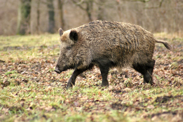 Governor Abbott Signs Bill Allowing Killing of Feral Hogs Without License