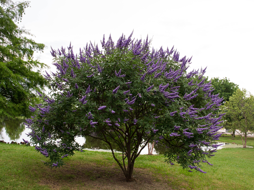 Information About Vitex Trees by Hopkins County Master Gardener Pam Jorgenson