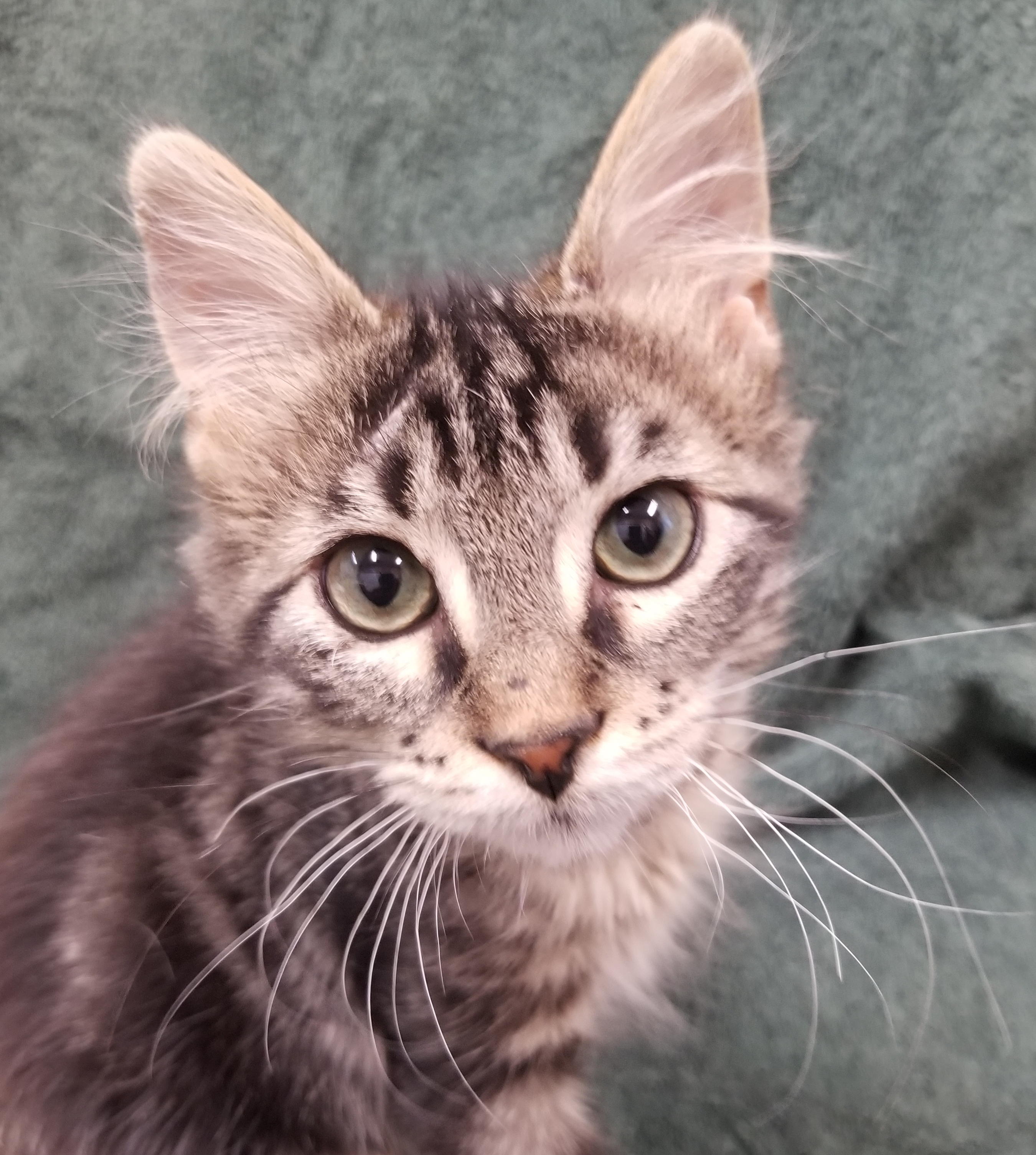 Sulphur Springs Animal Shelter Running $40 Adoption Fee Special on All Kittens at the Shelter