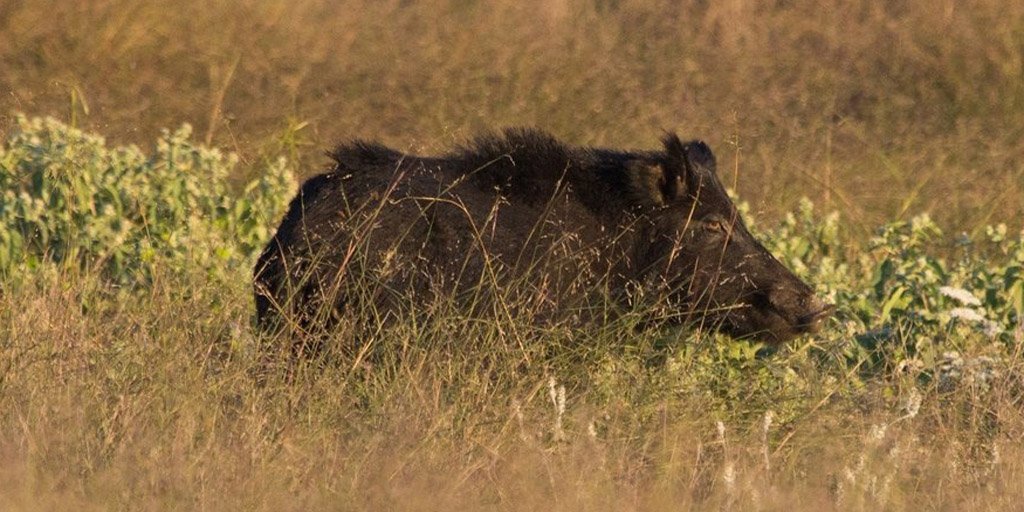 New Texas Laws Affecting Feral Hog Hunting, License Validation Take Effect Sept. 1
