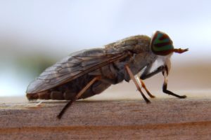 Horse Fly Population Higher Than Normal, Hard to Control