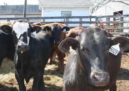 Marketing Cattle: Preconditioning of Beef Cattle by Mario Villarino