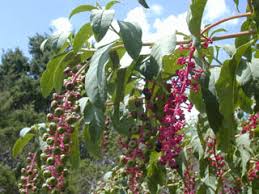 Know Your Native Plants: Pokeweed by Mario Villarino