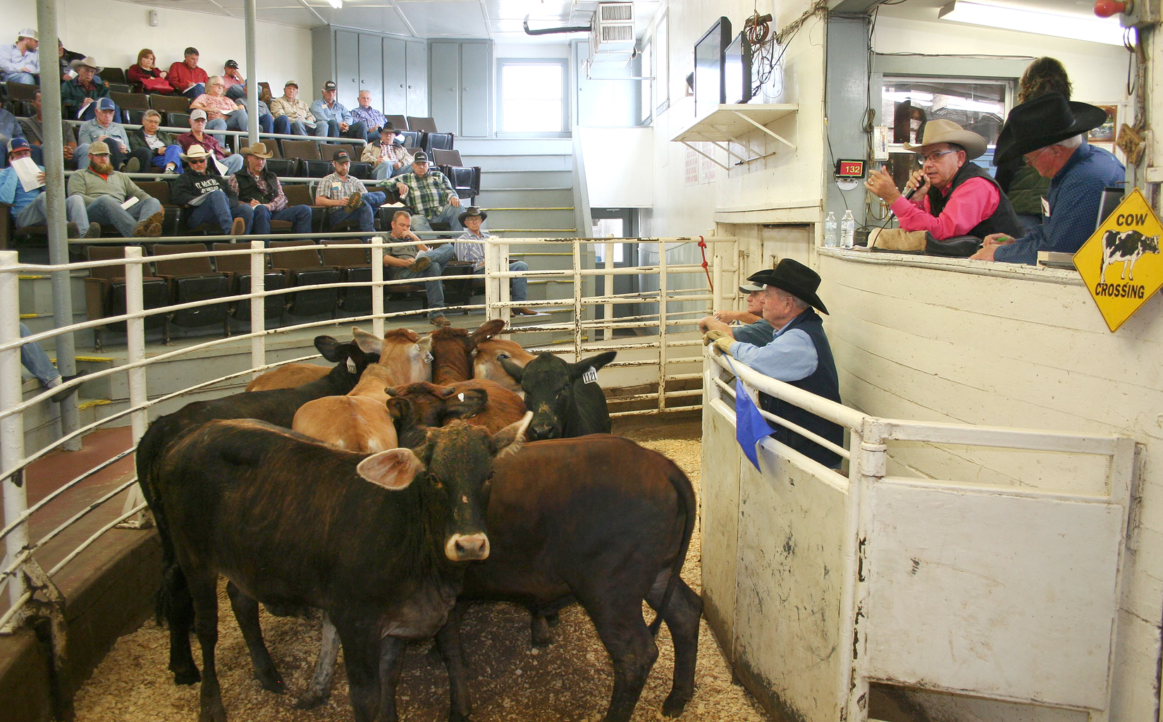 3,924 Head of Pre-conditioned Cattle Sold at NETBIO October Sale