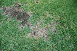 How To Treat Take All Root Rot By Mario Villarino Front Porch News Texas