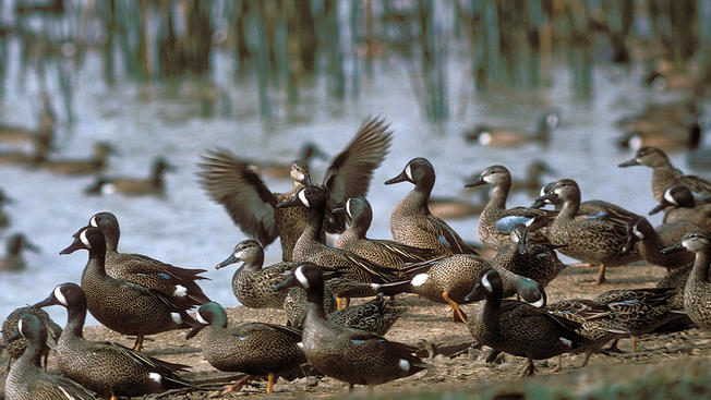 Hunting Conditions Forecasted to Yield a Fruitful Waterfowl Season